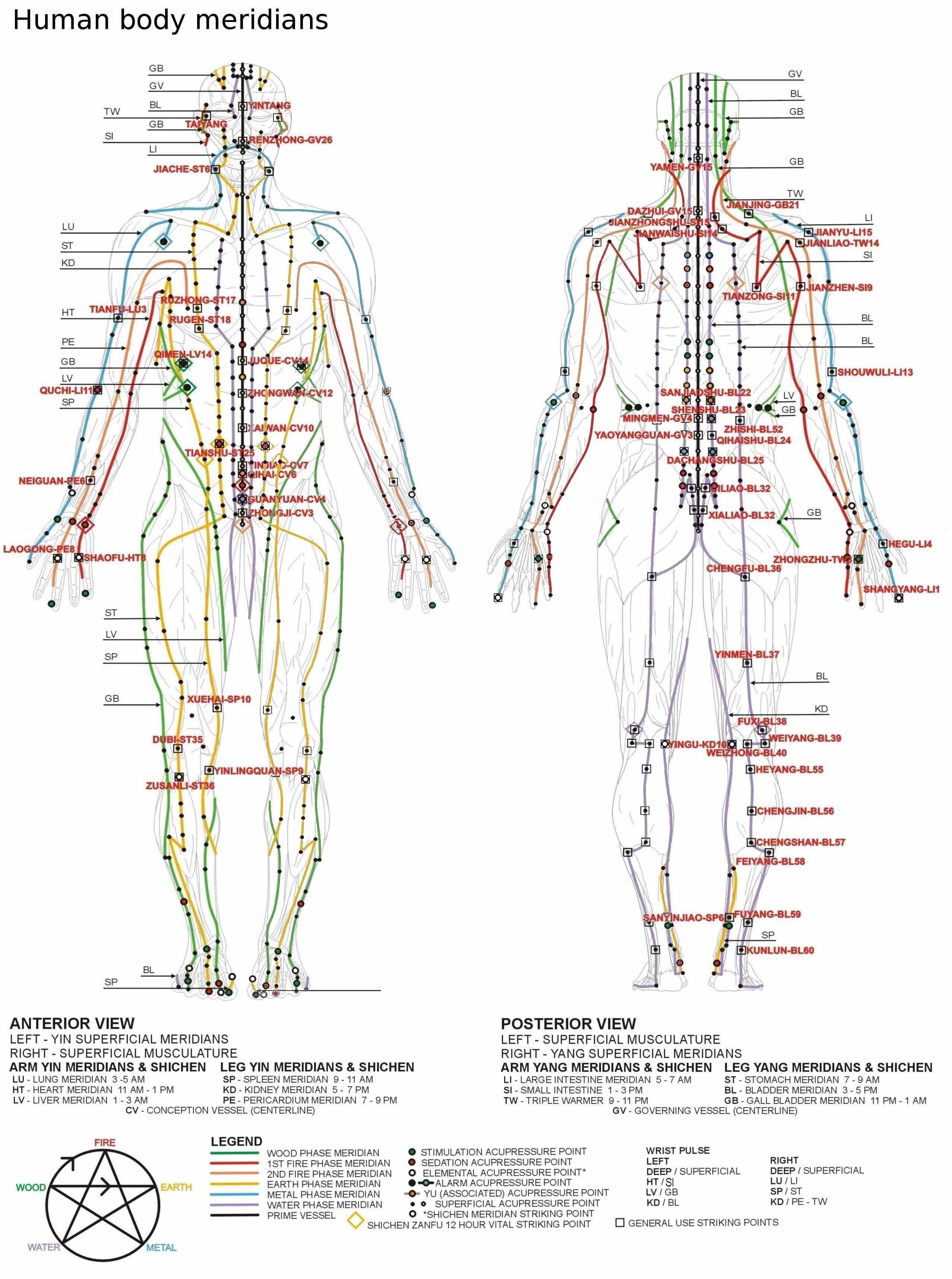 Acupuncture Meridian System