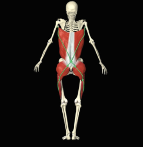 Myofascial Body Lines